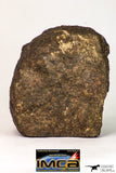09023 - Complete Specimen With Polished Endcut NWA Unclassified Ordinary Chondrite H3 Meteorite 592.7 g