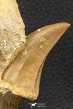 06588 - Rare 1.85 Inch Mosasaurus hoffmanni Tooth on Matrix Late Cretaceous