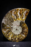 20872 - Cut & Polished 2.38 Inch Cleoniceras sp Lower Cretaceous Ammonite Madagascar - Agatized