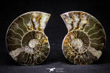 20873 - Cut & Polished 2.35 Inch Cleoniceras sp Lower Cretaceous Ammonite Madagascar - Agatized