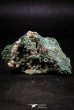 06278 -  Well Crystallized Acicular Brochantite with Quartz from South Morocco