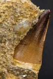 06589 - Top Huge 1.76 Inch Mosasaur (Prognathodon anceps) Tooth in Matrix Late Cretaceous
