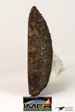 09024 - Polished Endcut NWA Unclassified Ordinary Chondrite H3 Meteorite 63.8 g