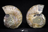20873 - Cut & Polished 2.35 Inch Cleoniceras sp Lower Cretaceous Ammonite Madagascar - Agatized