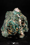 06278 -  Well Crystallized Acicular Brochantite with Quartz from South Morocco