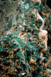 06278 -  Well Crystallized Acicular Brochantite with Quartz from South Morocco