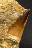 06589 - Top Huge 1.76 Inch Mosasaur (Prognathodon anceps) Tooth in Matrix Late Cretaceous