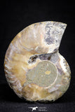 20873 - Cut & Polished 2.35 Inch Cleoniceras sp Lower Cretaceous Ammonite Madagascar - Agatized