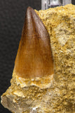 06589 - Top Huge 1.76 Inch Mosasaur (Prognathodon anceps) Tooth in Matrix Late Cretaceous