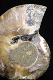 20873 - Cut & Polished 2.35 Inch Cleoniceras sp Lower Cretaceous Ammonite Madagascar - Agatized