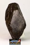 09025 - Complete NWA H6 Type Ordinary Chondrite Meteorite with Fusion Crust & Polished Endcut 430.1g