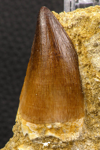 06589 - Top Huge 1.76 Inch Mosasaur (Prognathodon anceps) Tooth in Matrix Late Cretaceous