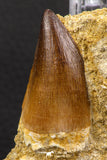 06589 - Top Huge 1.76 Inch Mosasaur (Prognathodon anceps) Tooth in Matrix Late Cretaceous