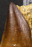 06589 - Top Huge 1.76 Inch Mosasaur (Prognathodon anceps) Tooth in Matrix Late Cretaceous