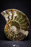 20873 - Cut & Polished 2.35 Inch Cleoniceras sp Lower Cretaceous Ammonite Madagascar - Agatized