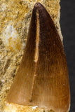 06589 - Top Huge 1.76 Inch Mosasaur (Prognathodon anceps) Tooth in Matrix Late Cretaceous