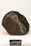 09025 - Complete NWA H6 Type Ordinary Chondrite Meteorite with Fusion Crust & Polished Endcut 430.1g
