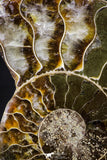 20873 - Cut & Polished 2.35 Inch Cleoniceras sp Lower Cretaceous Ammonite Madagascar - Agatized