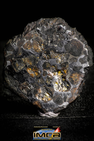 22300 - Sericho Pallasite Meteorite Polished Thin Section Fell in Kenya 15.903 g