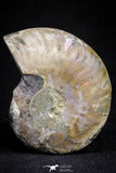 20873 - Cut & Polished 2.35 Inch Cleoniceras sp Lower Cretaceous Ammonite Madagascar - Agatized