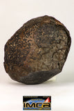 09025 - Complete NWA H6 Type Ordinary Chondrite Meteorite with Fusion Crust & Polished Endcut 430.1g
