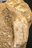 06590 - Nicely Preserved 1.86 Inch Platecarpus ptychodon (Mosasaur) Rooted Tooth in Matrix