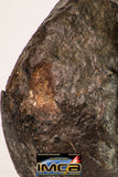 09025 - Complete NWA H6 Type Ordinary Chondrite Meteorite with Fusion Crust & Polished Endcut 430.1g