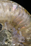 20873 - Cut & Polished 2.35 Inch Cleoniceras sp Lower Cretaceous Ammonite Madagascar - Agatized