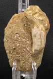 06590 - Nicely Preserved 1.86 Inch Platecarpus ptychodon (Mosasaur) Rooted Tooth in Matrix