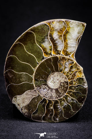 20873 - Cut & Polished 2.35 Inch Cleoniceras sp Lower Cretaceous Ammonite Madagascar - Agatized