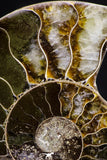 20873 - Cut & Polished 2.35 Inch Cleoniceras sp Lower Cretaceous Ammonite Madagascar - Agatized