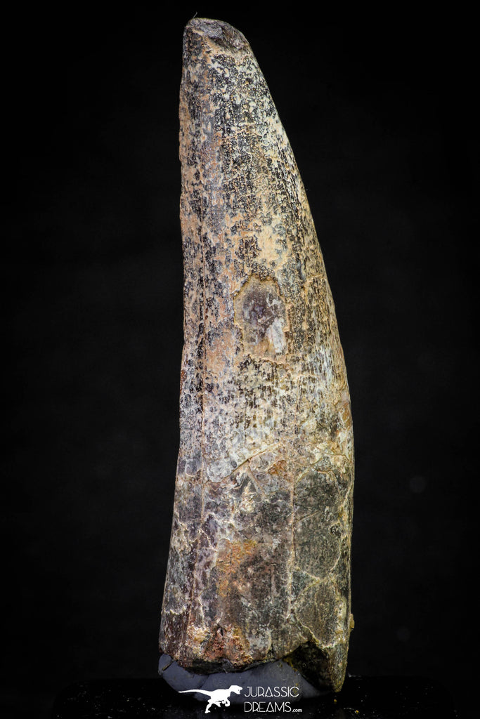 20874 - Well Preserved 3.01 Inch Spinosaurus Dinosaur Tooth Cretaceous