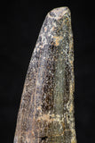 20874 - Well Preserved 3.01 Inch Spinosaurus Dinosaur Tooth Cretaceous