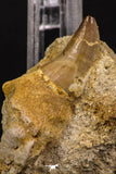 06591 - Top Huge Rooted 2.35 Inch Mosasaur (Prognathodon anceps) Tooth in Matrix