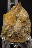 06591 - Top Huge Rooted 2.35 Inch Mosasaur (Prognathodon anceps) Tooth in Matrix