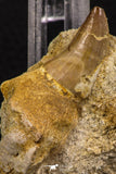 06591 - Top Huge Rooted 2.35 Inch Mosasaur (Prognathodon anceps) Tooth in Matrix