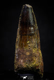20875 - Well Preserved 2.05 Inch Spinosaurus Dinosaur Tooth Cretaceous