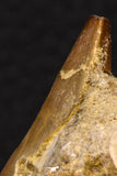 06591 - Top Huge Rooted 2.35 Inch Mosasaur (Prognathodon anceps) Tooth in Matrix