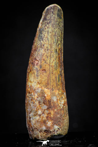 20876 - Well Preserved 1.91 Inch Spinosaurus Dinosaur Tooth Cretaceous