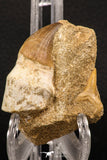 06592 - Top Beautiful Association of Prognathodon Anceps Rooted Tooth + Cretolamna (Mackerel Shark) Tooth