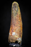 20876 - Well Preserved 1.91 Inch Spinosaurus Dinosaur Tooth Cretaceous