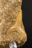 06592 - Top Beautiful Association of Prognathodon Anceps Rooted Tooth + Cretolamna (Mackerel Shark) Tooth