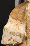06592 - Top Beautiful Association of Prognathodon Anceps Rooted Tooth + Cretolamna (Mackerel Shark) Tooth