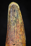 20876 - Well Preserved 1.91 Inch Spinosaurus Dinosaur Tooth Cretaceous