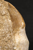 06592 - Top Beautiful Association of Prognathodon Anceps Rooted Tooth + Cretolamna (Mackerel Shark) Tooth