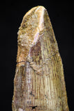 20877 - Well Preserved 2.93 Inch Spinosaurus Dinosaur Tooth Cretaceous