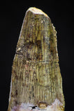 20877 - Well Preserved 2.93 Inch Spinosaurus Dinosaur Tooth Cretaceous