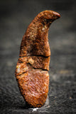 22303 - Top Rare Undescribed Pharyngeal Tooth Of Unidentified Cretaceous Fish KemKem