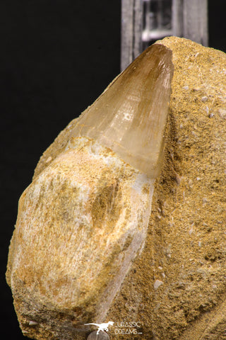 06593 - Top Huge Rooted 2.22 Inch Mosasaur (Prognathodon anceps) Tooth in Matrix