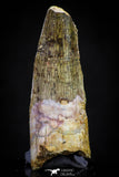 20877 - Well Preserved 2.93 Inch Spinosaurus Dinosaur Tooth Cretaceous